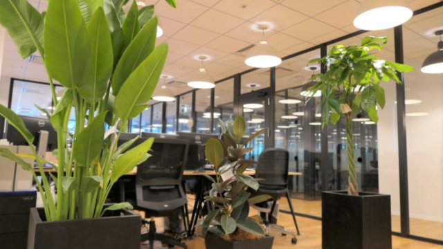 脱毛ピース運営会社ネクストレベルのオフィスに設置している観葉植物たち