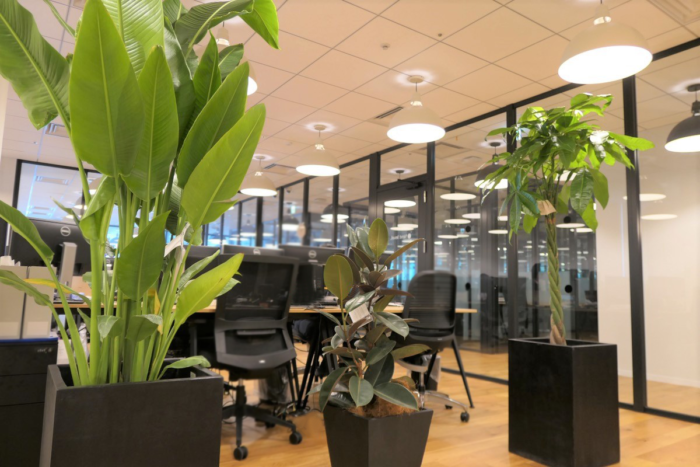 脱毛ピース運営会社ネクストレベルのオフィスに設置している観葉植物たち